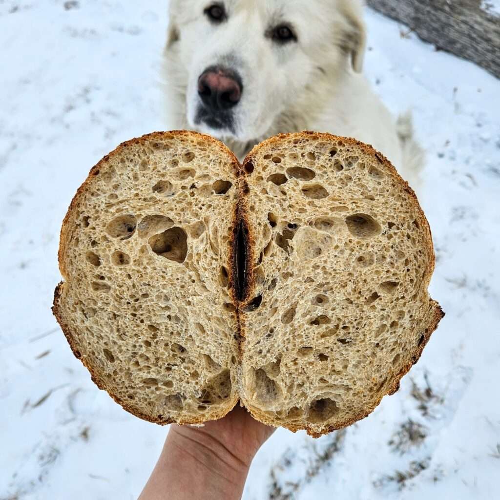 sourdough bread with dog