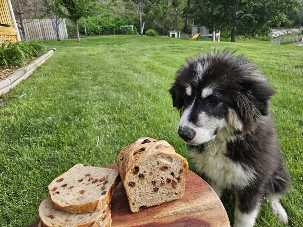 cinnamon raisin sourdough bread with dog