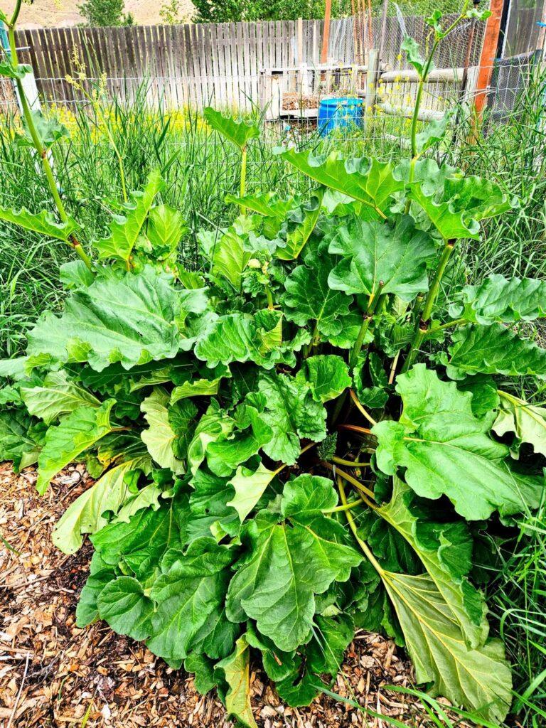 How to Harvest and Preserve Rhubarb
