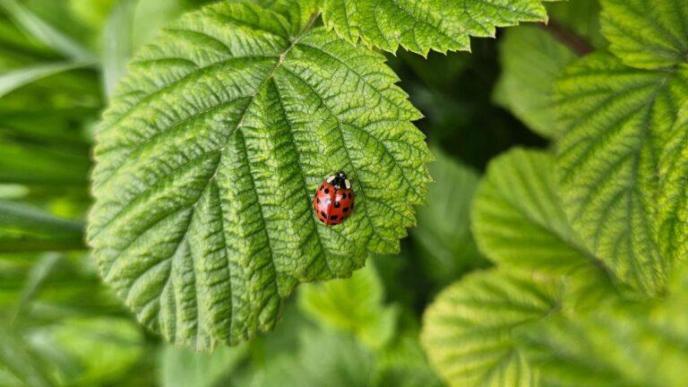 How to Harvest and Preserve Red Raspberry Leaves