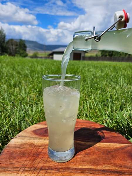 Red Raspberry Leaf and Ginger Water Kefir