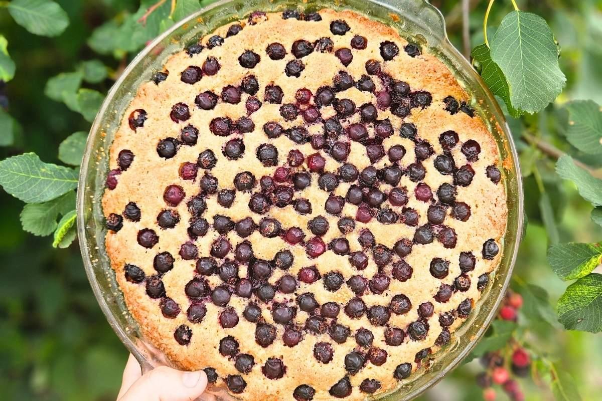 saskatoon berry sourdough cake