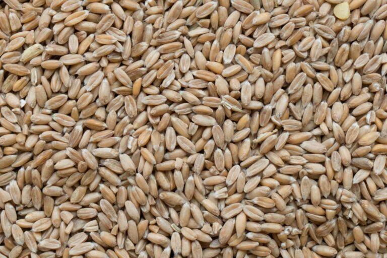 spelt