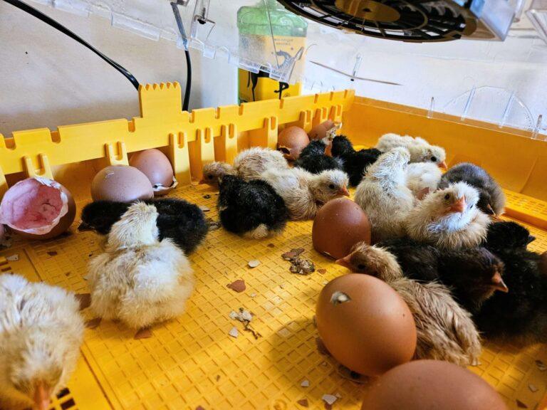 incubator