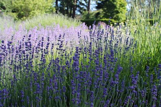lavender