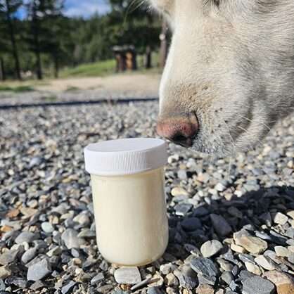 dog sniffing tallow
