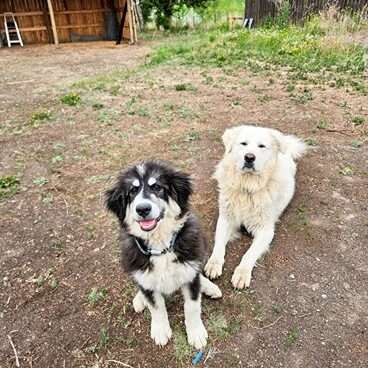 livestock guardian dogs