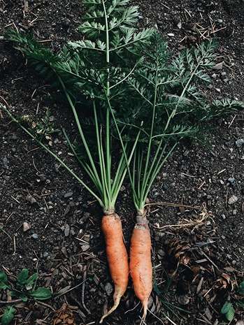 carrots from the garden