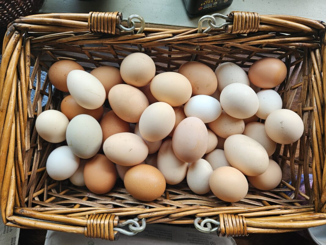 eggs in a basket