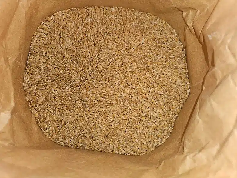 einkorn grain