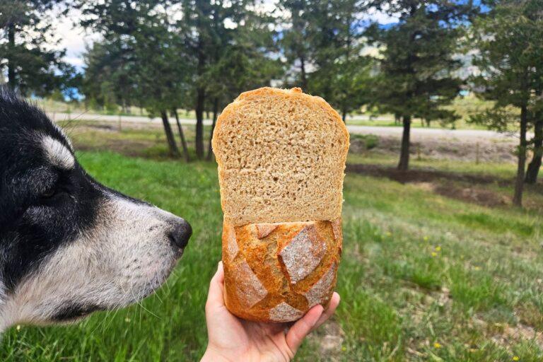 yogurt-fermented yeasted bread