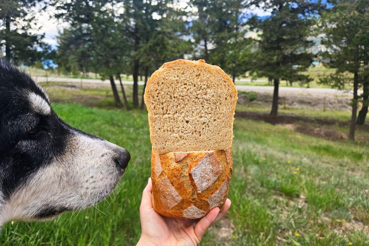 yogurt-fermented yeasted bread